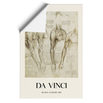 Human Anatomy Print by Leonardo da Vinci - Frameless Print