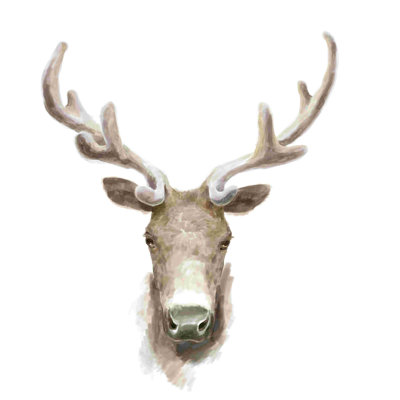 Caribou