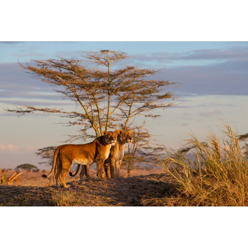 Sisters by Alessandrocatta - Wrapped Canvas Print, 30cm H x 46cm W x 3.8cm D