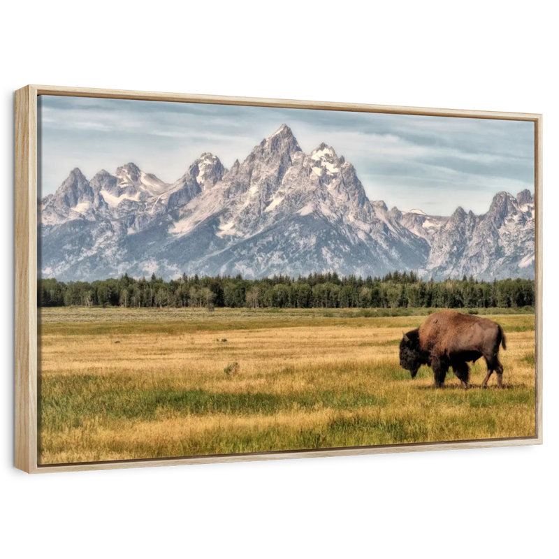 Bull Bison à Grand Teton, 25 po x 17 po, Cadre flottant en bois naturel