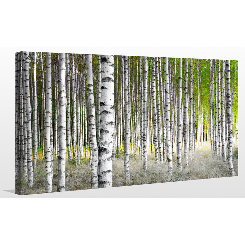 Birch Trees 1 - Reproduction de photo sur toile tendue, H 24 po x l 40 po x P 1 po