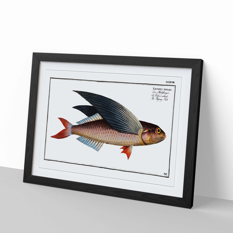 A Flying-Fish by M.E. Bloch - Single Picture Frame Painting, 45cm H x 63cm W x 2cm D, Black Framed