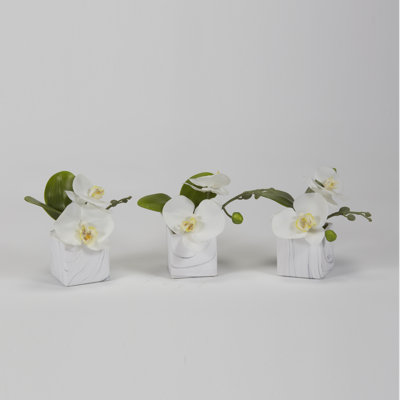 Orchid Arrangement in Planter