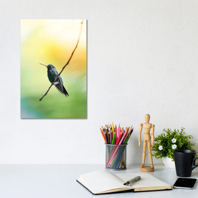 Hummingbird Of Honduras Luke Anthony Gram Animals by Luke Anthony Gramme - Wrapped Canvas Print