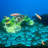 Efi Aquarium Decoration