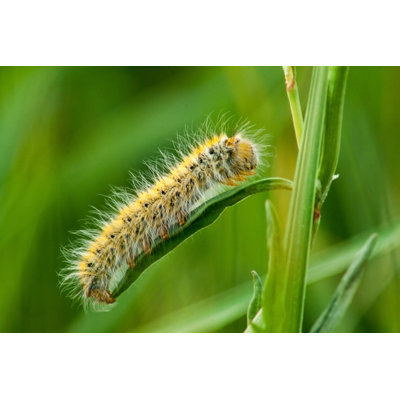 " Hairy Caterpillar " by Maciej Butelewski