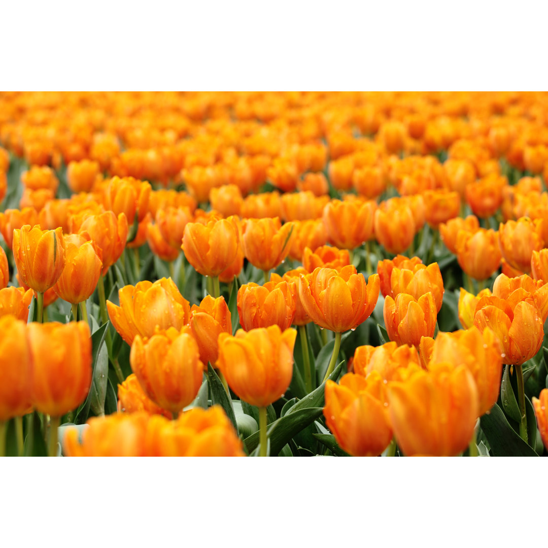 Orangefarbene Tulpen