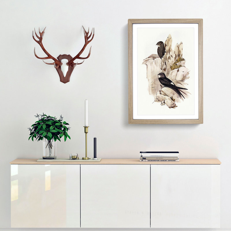 Australian Swift by Elizabeth Gould - Framed Print, 45cm H x 33cm W x 2cm D, Oak Framed