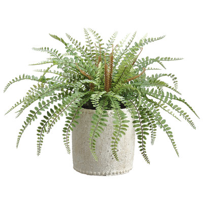 14 INCH SWORD FERN IN CEMENT CNTR