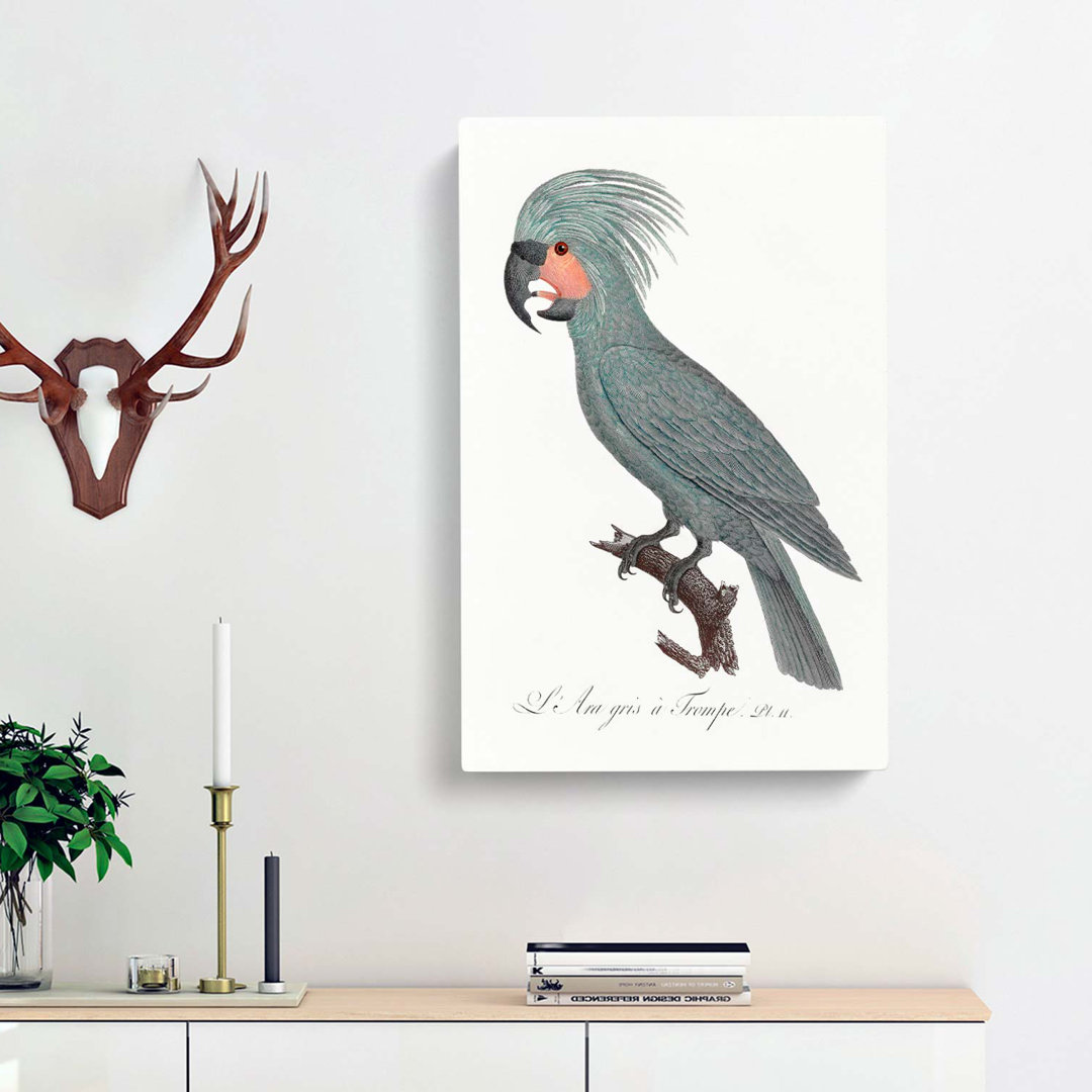 A Palm Cockatoo by F. Levaillant - Wrapped Canvas