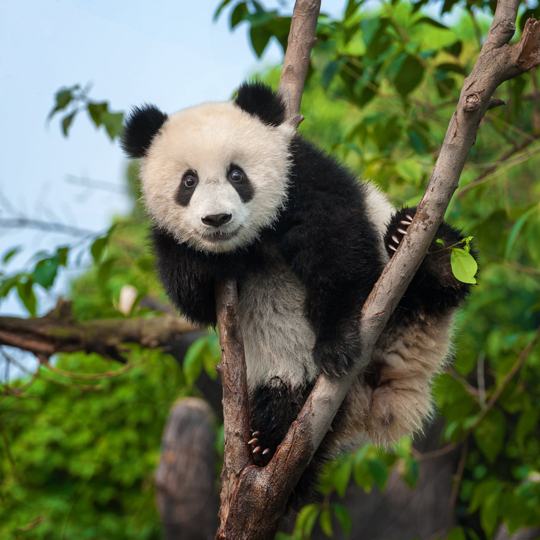 Leinwandbild Junger Panda-Bär im Baum