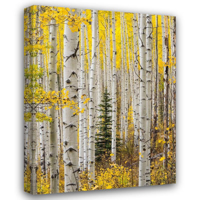 Gulin, Sylvia Canvas Art: CO, Keebler Pass Autumn colours in grove of Aspens with lone evergreen