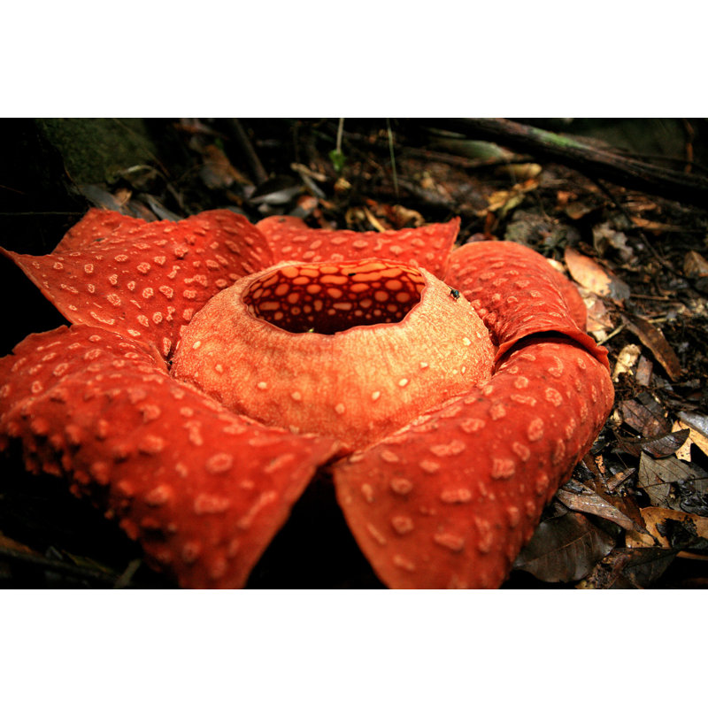 " Rafflesia Arnoldii ", 12" H x 18" W