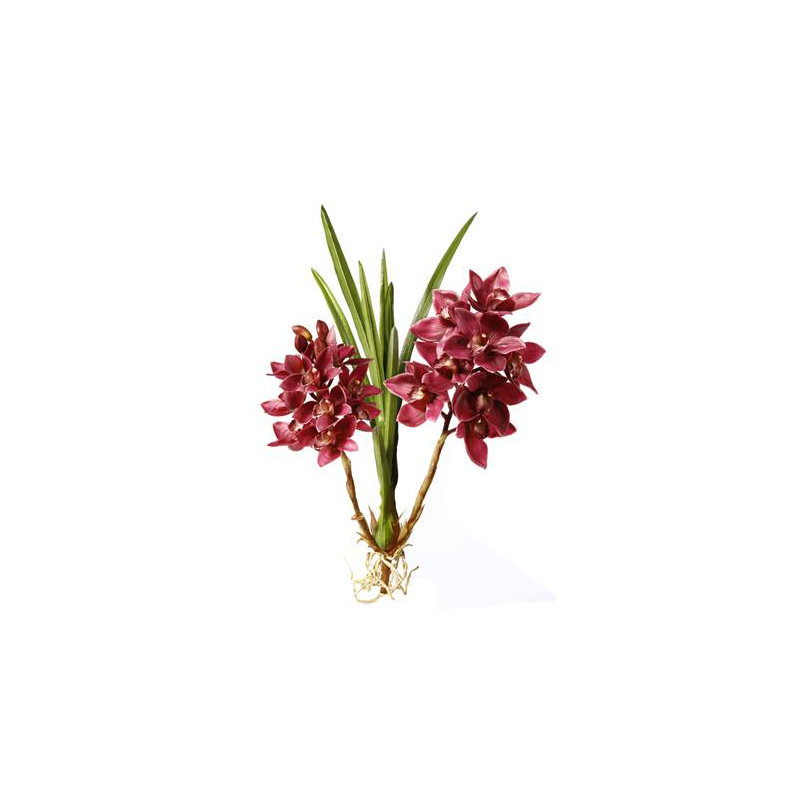 Orchidée cymbidium