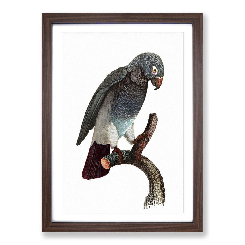 Grey Parrot Perched by F. Levaillant - Picture Frame Painting Print, 48cm H x 36cm W x 2cm D, Walnut Framed