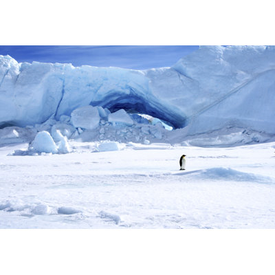 Emperor Penguin by GentooMultimediaLimited - Wrapped Canvas Print