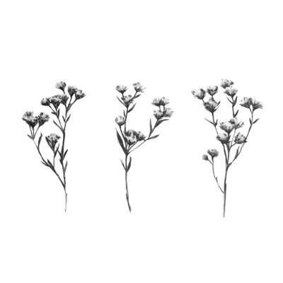Chardon sauvage IV