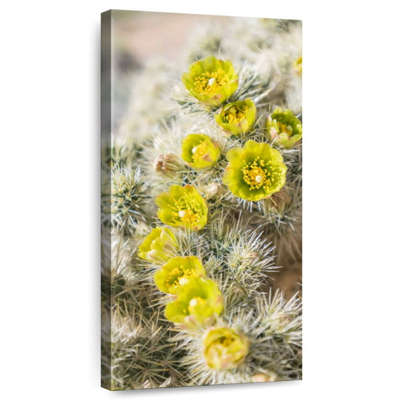 Silver Cholla Cactus, 24" H x 12" W
