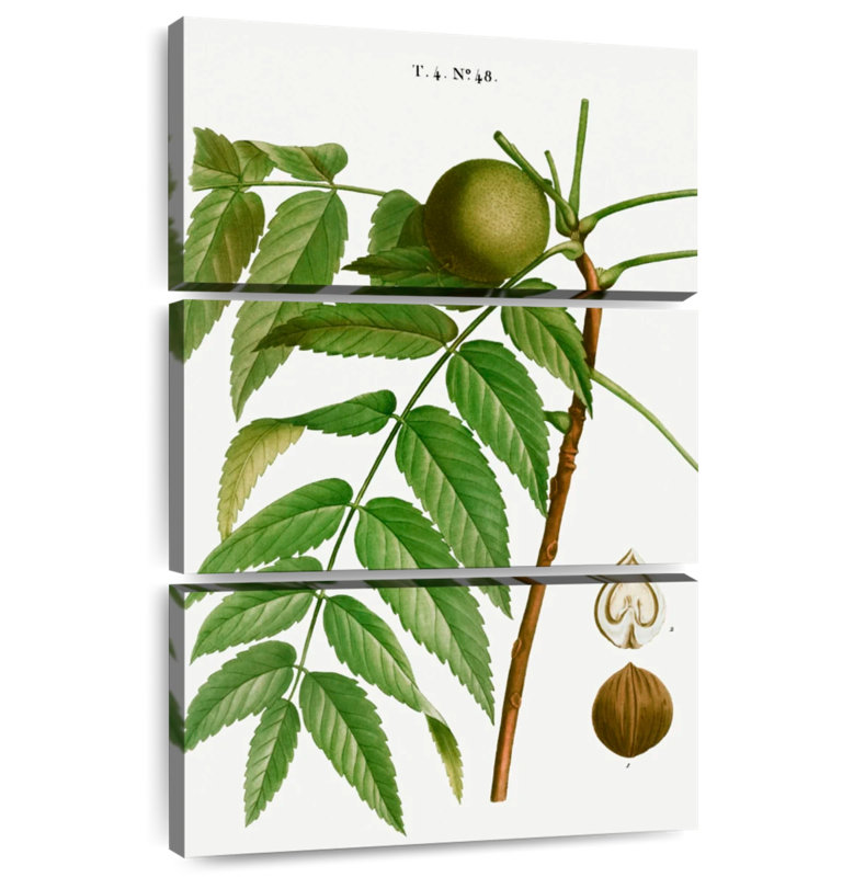 Keiri Black Walnut Juglans Nigra, 50" H x 32" W