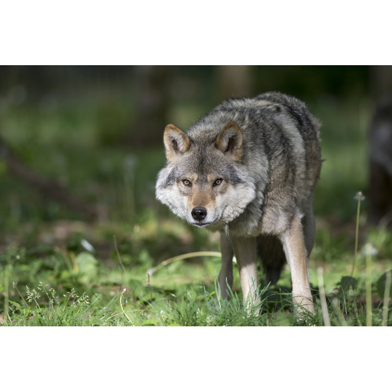 Loup gris - photographie sur toile tendue, H 32 po x l 48 po