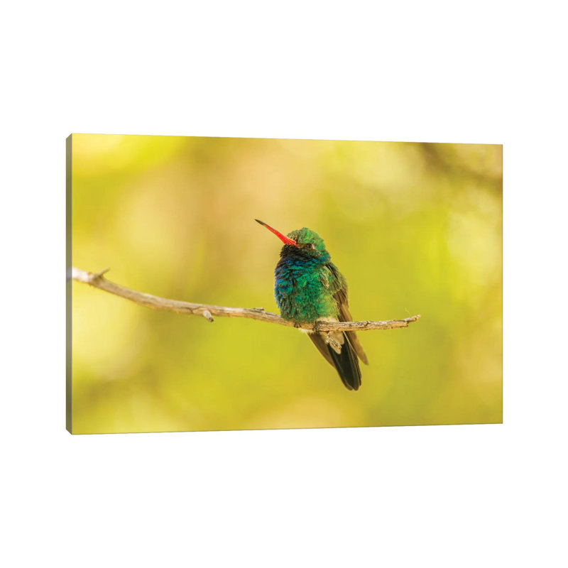 USA, Arizona, Arizona-Sonora Desert Museum. Male Broad-billed Hummingbird On Limb. by Jaynes Gallery - Wrapped Canvas Gallery-Wrapped Canvas Giclée