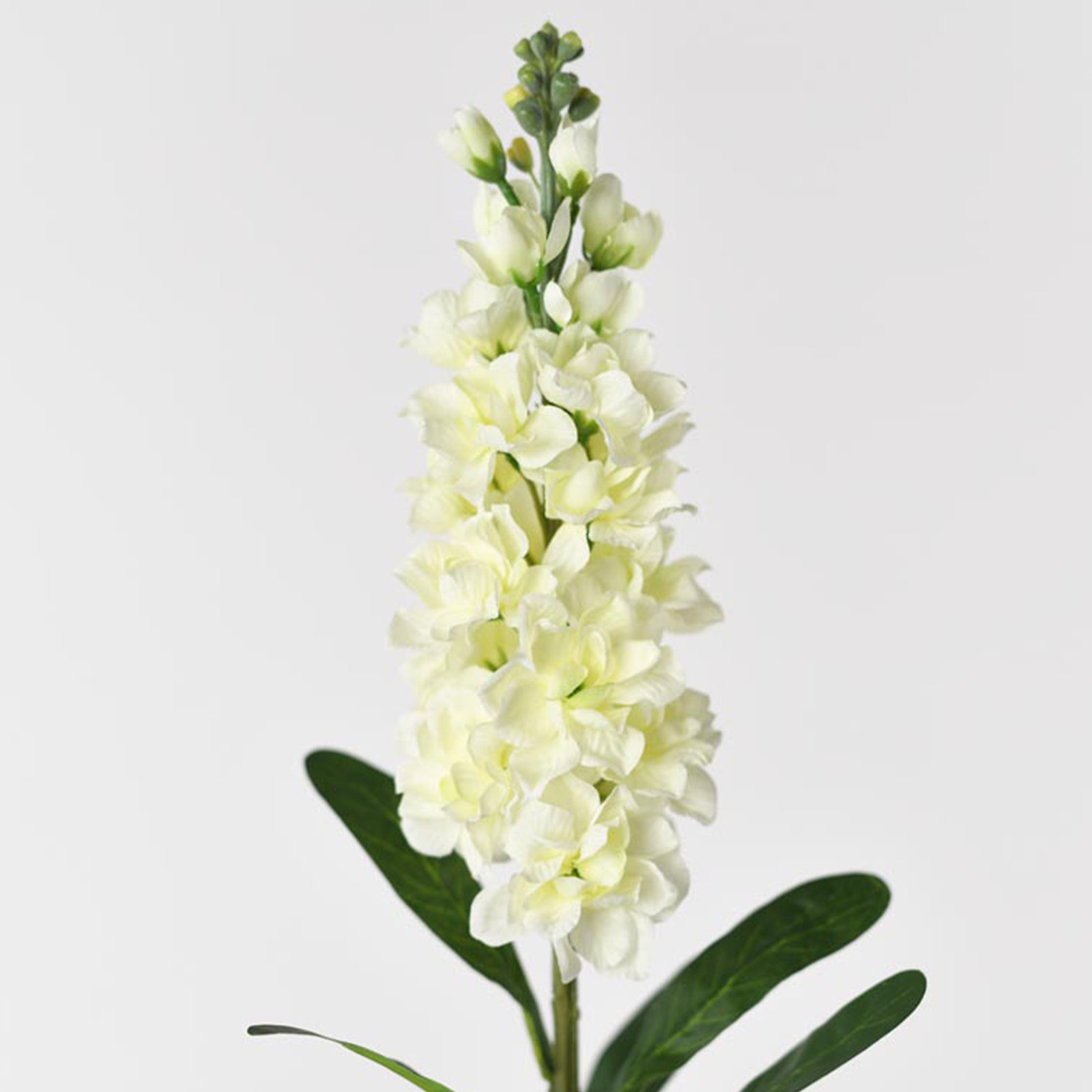 Audet Delphinium Stems, Cream