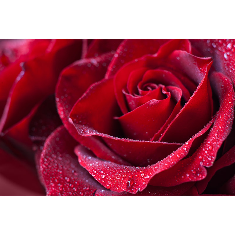 Rose In Macro by Anastaciia Petrova - Wrapped Canvas Print, 30cm H x 46cm W x 3.8cm D