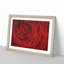 Dewdrops upon a Red Rose - Picture Frame Painting Print-56708389-56708386