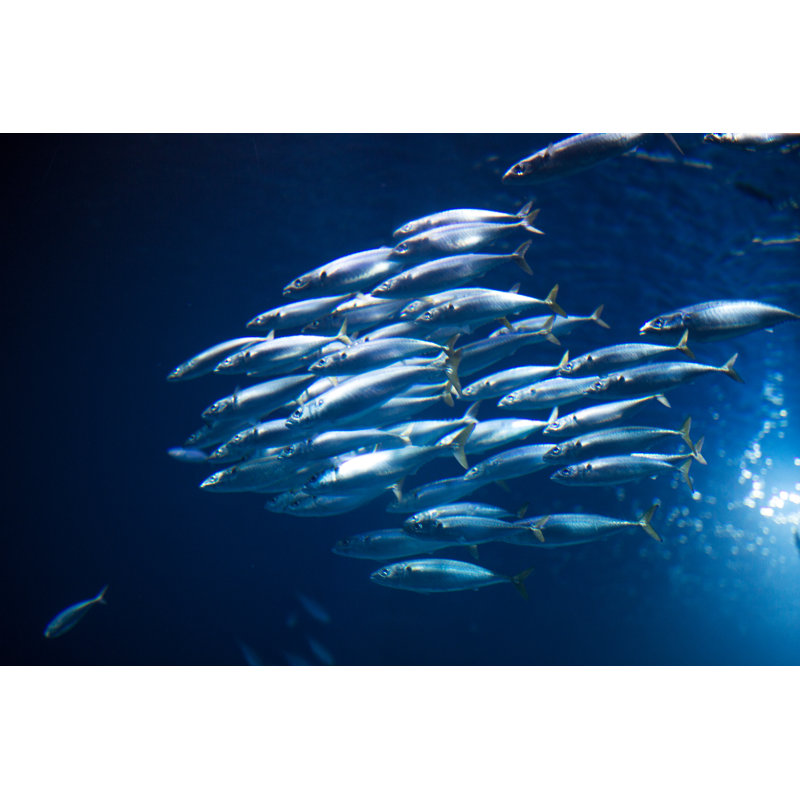 Poissons sous l'eau par Fluxfactive, H 12 po x l 18 po