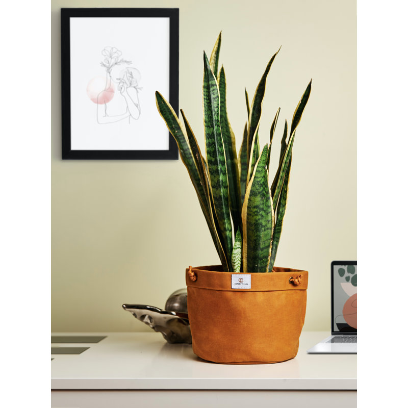 Dijon Yellow Waxed Canvas Round Hanging Planter for Indoor Herbs
