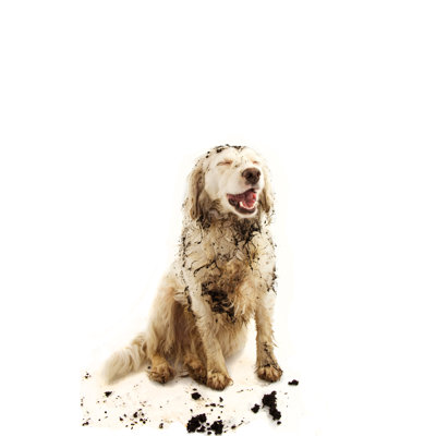 Happy Dirty Dog - Wrapped Canvas Print