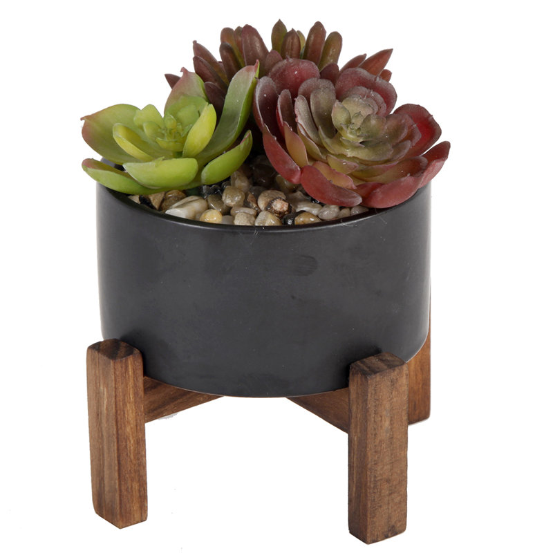 Succulent dans un pot, Noir