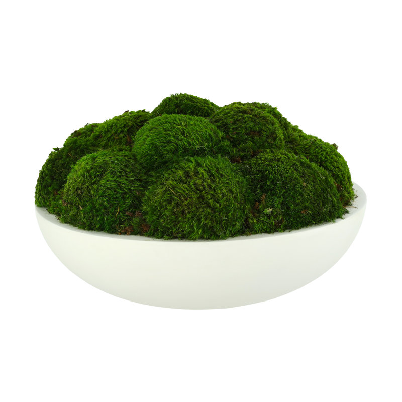 Mousse conservée Vanora en pot, H 10 po x l 18 po x P 18 po