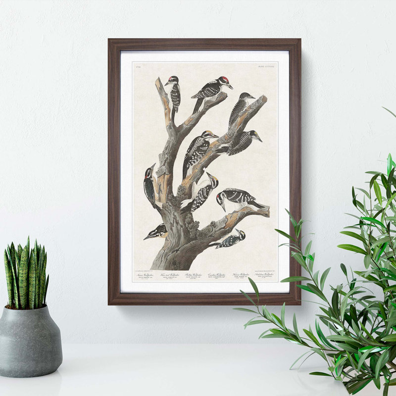Woodpeckers by John James Audubon - Picture Frame Painting Print, 36cm H x 27cm W x 2cm D, Walnut Framed