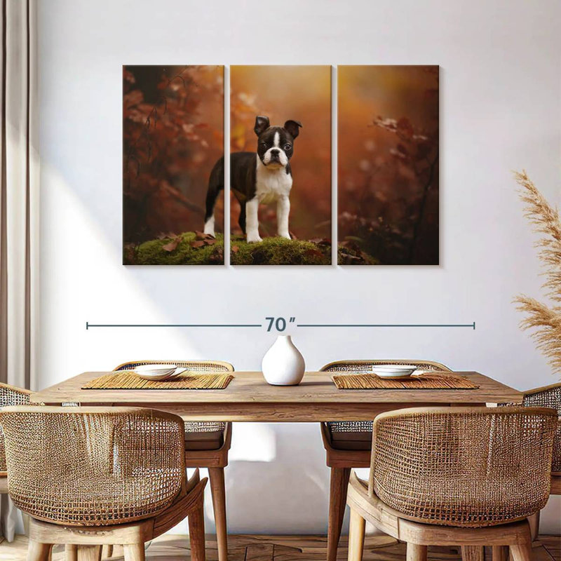Boston terrier Brampt, H 36 po x l 57 po