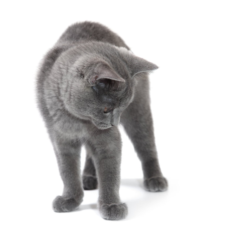 Chaton British Shorthair par Marussya, H 36 po x l 36 po