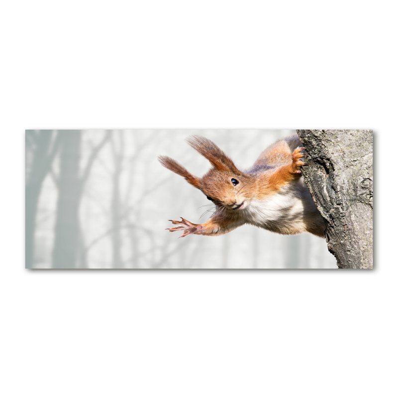Squirrel - No Frame Print on Glass, Glass, 70cm H x 100cm W x 4cm D