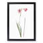 Pink Sword Lily by Pierre-Joseph Redoute - Picture Frame Painting Print-55584119-55584116