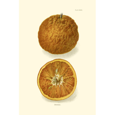 Orange - Wrapped Canvas Art Prints