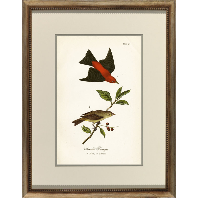 Scarlet Tanger Print