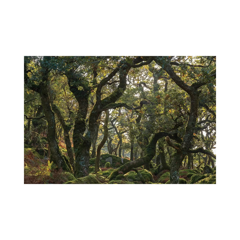 The Wild Wood by Adam Burton - Wrapped Canvas Gallery-Wrapped Canvas Giclée, 20.32 cm H x 30.48 cm W