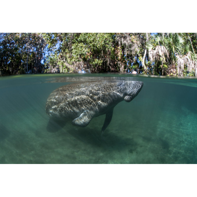 Florida Manatee - Photographie sur toile tendue, L 12 po x H 8 po