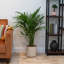 Noah 32" Live Palm Plant in Planter-46518315