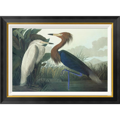 " Purple Heron " by James Audubon