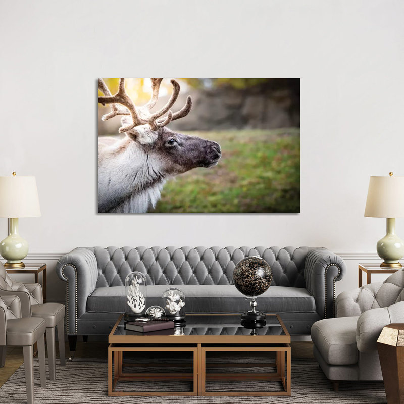 Woodland Caribou Sunny Portrait by Nik Rave - Wrapped Canvas Print, 152.5 cm H x 101.5 cm W