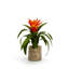 Tropical Bromeliad Centerpiece in Glass Jar-1396278696