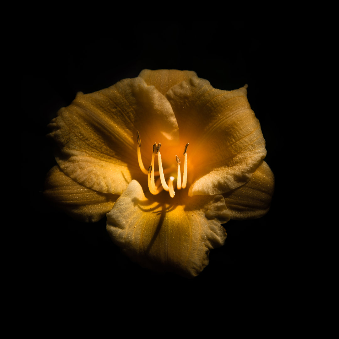 Leinwandbild Yellow Lily von Brian Carson