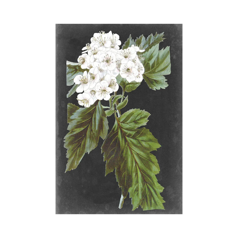 Dramatic White Flowers IV by Vision Studio - Wrapped Canvas Print