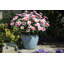 Sundhya Pot Planter-1759075833-1759075838