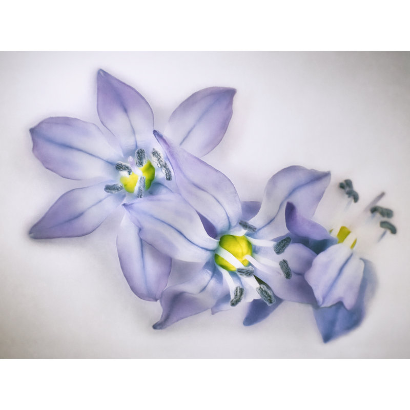 Fleurs printanières sur fond blanc par Scott Norris, H 17,25 po x l 21,25 po x P 0,875 po
